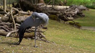 Grus paradisea, Güney Afrika 'ya özgü nesli tükenmekte olan bir kuş türü. Güney Afrika 'nın ulusal kuşudur.