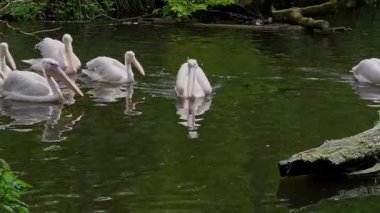 Büyük Beyaz Pelikan (