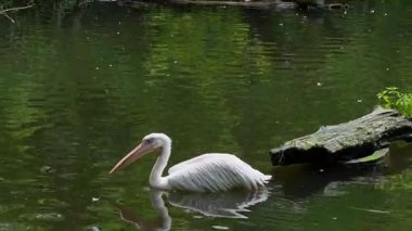 Büyük Beyaz Pelikan (