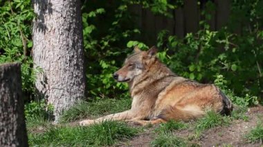 Kurt, gri kurt ya da kereste kurdu olarak da bilinen, Avrasya ve Kuzey Amerika 'nın vahşi ve uzak bölgelerinde yaşayan bir köpek türüdür..