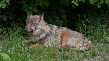 Kurt, gri kurt ya da kereste kurdu olarak da bilinen, Avrasya ve Kuzey Amerika 'nın vahşi ve uzak bölgelerinde yaşayan bir köpek türüdür..