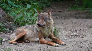 Kurt, gri kurt ya da kereste kurdu olarak da bilinen, Avrasya ve Kuzey Amerika 'nın vahşi ve uzak bölgelerinde yaşayan bir köpek türüdür..