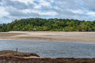 Barra velha plajı Soure 'de, Marajo para, Brezilya' da. Muhteşem eğri kökleri ve Barra Velha plajında açıkta duran güzel doğal plaj ve mangrov ağaçları..