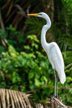Brezilya 'nın kuzeyinde yer alan Belem do Para' daki Guama Nehri 'nde tekne turu. Amazon ormanlarının oradaki doğal yeşil alan..