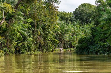 Brezilya 'nın kuzeyinde yer alan Belem do Para' daki Guama Nehri 'nde tekne turu. Amazon ormanlarının oradaki doğal yeşil alan..