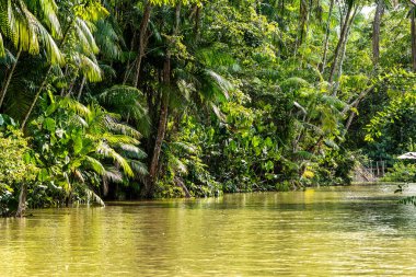 Brezilya 'nın kuzeyinde yer alan Belem do Para' daki Guama Nehri 'nde tekne turu. Amazon ormanlarının oradaki doğal yeşil alan..