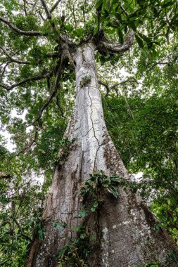 Brezilya 'nın kuzey bölgesinde yer alan Belem do Para' da Guama Nehri 'nde bir nehir teknesinde görülen büyük bir ağaç. Amazon ormanlarının oradaki doğal yeşil alan..