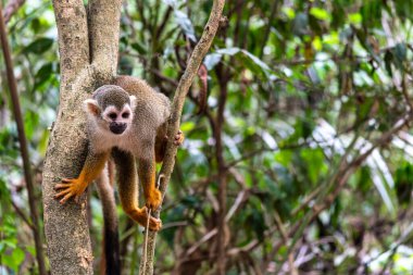 Guianan sincap maymunu, Saimiri Sciureus Alter do Chao, Santarem, Para State, Brezilya 'daki Jari Kanalı' nda tembel hayvan yolunda. Sincap maymunları Saimiri cinsinin Yeni Dünya maymunlarıdır..