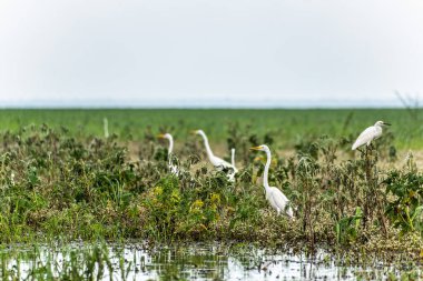 Büyük Akbalıkçıl, Ardea Alter do Chao 'daki Jari Kanalı' nda, Santarem Bölgesi, Para State, Brezilya. Amazon ve Tapajos Nehri 'ndeki Jari Kanalı' nın sel basmış bölgelerinin doğal manzarası.