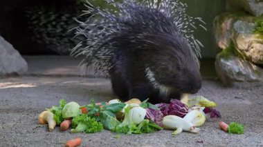 Hint armalı kirpi (