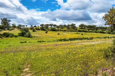 Mertola, Portekiz, Alentejo yakınlarındaki doğal do Vale do Guadiana 'da yabani çayırları, nehirleri ve şelaleleri olan güzel bir manzara.