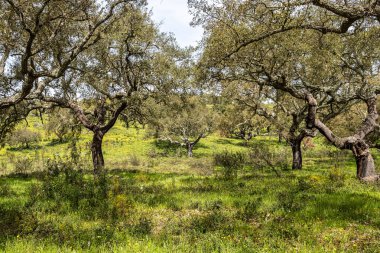 Arronches, Alentejo, Portekiz yakınlarındaki Hortas de Baixo 'daki Mantar Meşe Ormanı' ndan geçiyorum..