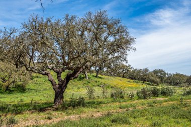 Arronches, Alentejo, Portekiz yakınlarındaki Hortas de Baixo 'daki Mantar Meşe Ormanı' ndan geçiyorum..