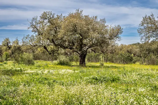 Arronches, Alentejo, Portekiz yakınlarındaki Hortas de Baixo 'daki Mantar Meşe Ormanı' ndan geçiyorum..