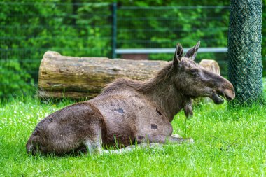 Avrupa geyiği, Alces alces, geyik olarak da bilinir. Vahşi yaşam hayvanı.