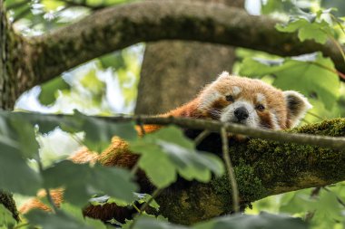 Kırmızı panda, Ailurus fulgens, daha küçük panda ve kırmızı kedi ayı olarak da bilinir..