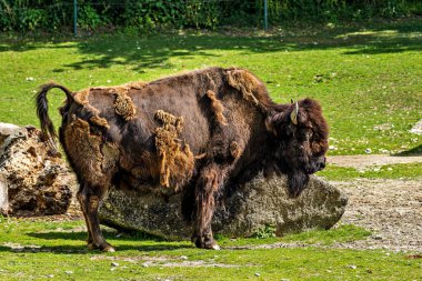 Bizon ya da bizon, bir zamanlar Kuzey Amerika 'da geniş sürüler halinde yaşayan bir bizon türüdür..