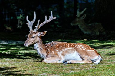 Fallow deer, Dama mezopotamya, Cervidae familyasından bir memeli türü..