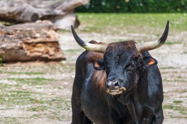 Bos Primigenius Taurus, soyu tükenmiş yaban öküzlerine benzediğini iddia etti. Alman parkında görülen yerli dağ sığırları