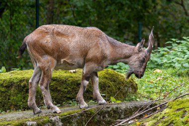 Türkmen markhor, Capra Falconeri heptneri. Bu türün adı boynuz şeklinden geliyor, tirbuşon ya da vida gibi kıvrılıyor. Markhor Pakistan 'ın sembollerinden biri.