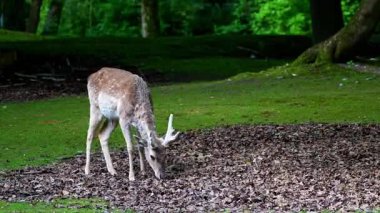 Fallow deer, Dama mezopotamya, Cervidae familyasından bir memeli türü..