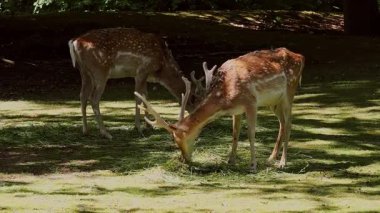 Fallow deer, Dama mezopotamya, Cervidae familyasından bir memeli türü..