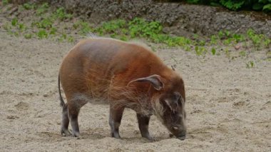 Kızıl nehir domuzu, Potamochoerus porcus, ayrıca çalı domuzu olarak da bilinir. Bu domuzun yer altında yiyecek bulmak için keskin bir koku alma duyusu var..