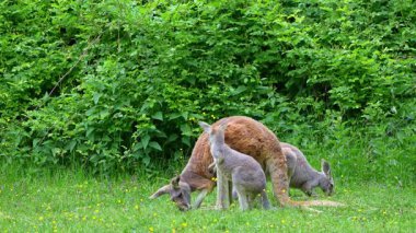 Kırmızı kanguru, Macropus Rufus tüm kanguruların en büyüğü, Avustralya 'ya özgü en büyük karasal memeli ve mevcut en büyük keseli hayvandır..