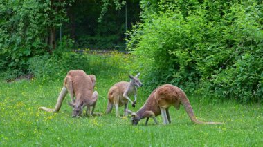 Kırmızı kanguru, Macropus Rufus tüm kanguruların en büyüğü, Avustralya 'ya özgü en büyük karasal memeli ve mevcut en büyük keseli hayvandır..