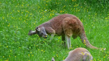 Kırmızı kanguru, Macropus Rufus tüm kanguruların en büyüğü, Avustralya 'ya özgü en büyük karasal memeli ve mevcut en büyük keseli hayvandır..