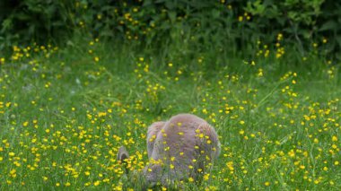 Kırmızı kanguru, Macropus Rufus tüm kanguruların en büyüğü, Avustralya 'ya özgü en büyük karasal memeli ve mevcut en büyük keseli hayvandır..