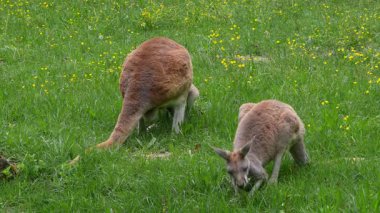 Kırmızı kanguru, Macropus Rufus tüm kanguruların en büyüğü, Avustralya 'ya özgü en büyük karasal memeli ve mevcut en büyük keseli hayvandır..