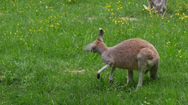 Kırmızı kanguru, Macropus Rufus tüm kanguruların en büyüğü, Avustralya 'ya özgü en büyük karasal memeli ve mevcut en büyük keseli hayvandır..