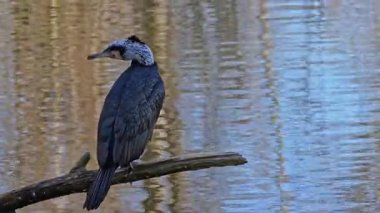 Kuzey yarımküre boyunca büyük siyah karabatak olarak bilinen büyük karabatak, Avustralya 'daki siyah karabatak ve Yeni Zelanda' nın daha güneyindeki siyah karabatak