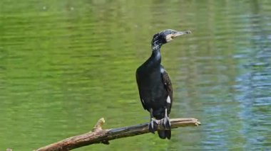 Kuzey yarımküre boyunca büyük siyah karabatak olarak bilinen büyük karabatak, Avustralya 'daki siyah karabatak ve Yeni Zelanda' nın daha güneyindeki siyah karabatak