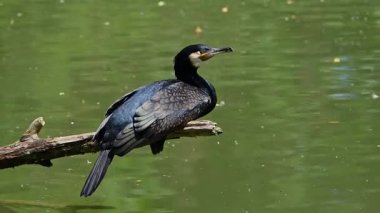 Kuzey yarımküre boyunca büyük siyah karabatak olarak bilinen büyük karabatak, Avustralya 'daki siyah karabatak ve Yeni Zelanda' nın daha güneyindeki siyah karabatak