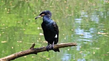 Kuzey yarımküre boyunca büyük siyah karabatak olarak bilinen büyük karabatak, Avustralya 'daki siyah karabatak ve Yeni Zelanda' nın daha güneyindeki siyah karabatak