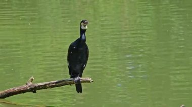 Kuzey yarımküre boyunca büyük siyah karabatak olarak bilinen büyük karabatak, Avustralya 'daki siyah karabatak ve Yeni Zelanda' nın daha güneyindeki siyah karabatak