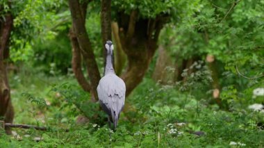 Demokiselle Crane ve Anthropoides başak kuşları gün boyunca açık yeşil çayırlarda yaşarlar. Orta Avrupa 'da bulunan bir turna türüdür.