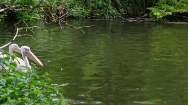 Büyük Beyaz Pelikan (