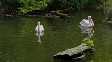 Büyük Beyaz Pelikan (