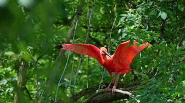 Kızıl aynak, Eudocimus ruber, Threskiornithidae familyasından bir kuş, kabuklu deniz ürünlerinin kırmızımsı renklerine hayran kalmıştır.