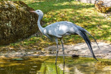 Grus paradisea, Güney Afrika 'ya özgü nesli tükenmekte olan bir kuş türü. Güney Afrika 'nın ulusal kuşudur.