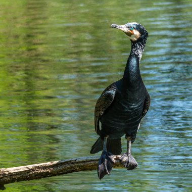 Kuzey yarımküre boyunca büyük siyah karabatak olarak bilinen büyük karabatak, Avustralya 'daki siyah karabatak ve Yeni Zelanda' nın daha güneyindeki siyah karabatak