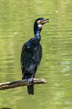 Kuzey yarımküre boyunca büyük siyah karabatak olarak bilinen büyük karabatak, Avustralya 'daki siyah karabatak ve Yeni Zelanda' nın daha güneyindeki siyah karabatak
