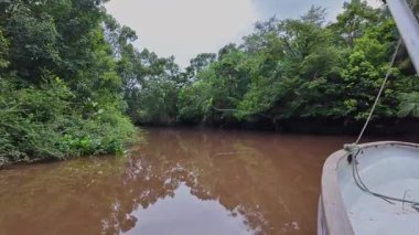 Igarape do Urubu Nehri, Delta das Canarias, Ilha das Canarias, Brezilya 'da tekne gezisi. Amazon yağmur ormanları. Güney Amerika
