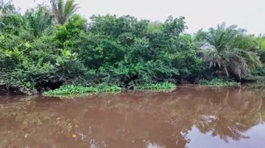Igarape do Urubu Nehri, Delta das Canarias, Ilha das Canarias, Brezilya 'da tekne gezisi. Amazon yağmur ormanları. Güney Amerika