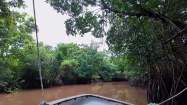 Igarape do Urubu Nehri, Delta das Canarias, Ilha das Canarias, Brezilya 'da tekne gezisi. Amazon yağmur ormanları. Güney Amerika