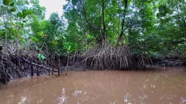 Igarape do Urubu Nehri, Delta das Canarias, Ilha das Canarias, Brezilya 'da tekne gezisi. Amazon yağmur ormanları. Güney Amerika