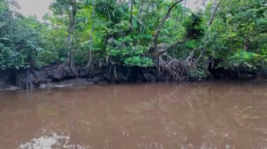 Igarape do Urubu Nehri, Delta das Canarias, Ilha das Canarias, Brezilya 'da tekne gezisi. Amazon yağmur ormanları. Güney Amerika
